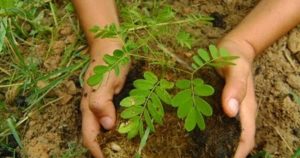 plantar-arboles