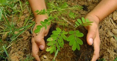 plantar-arboles