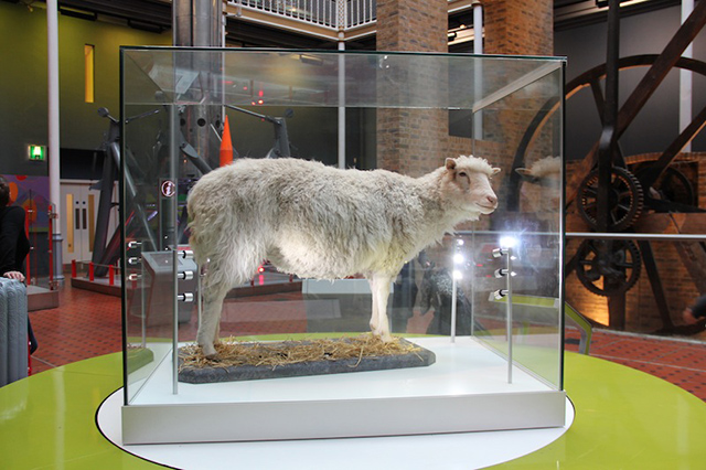 oveja-dolly