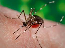 Dengue