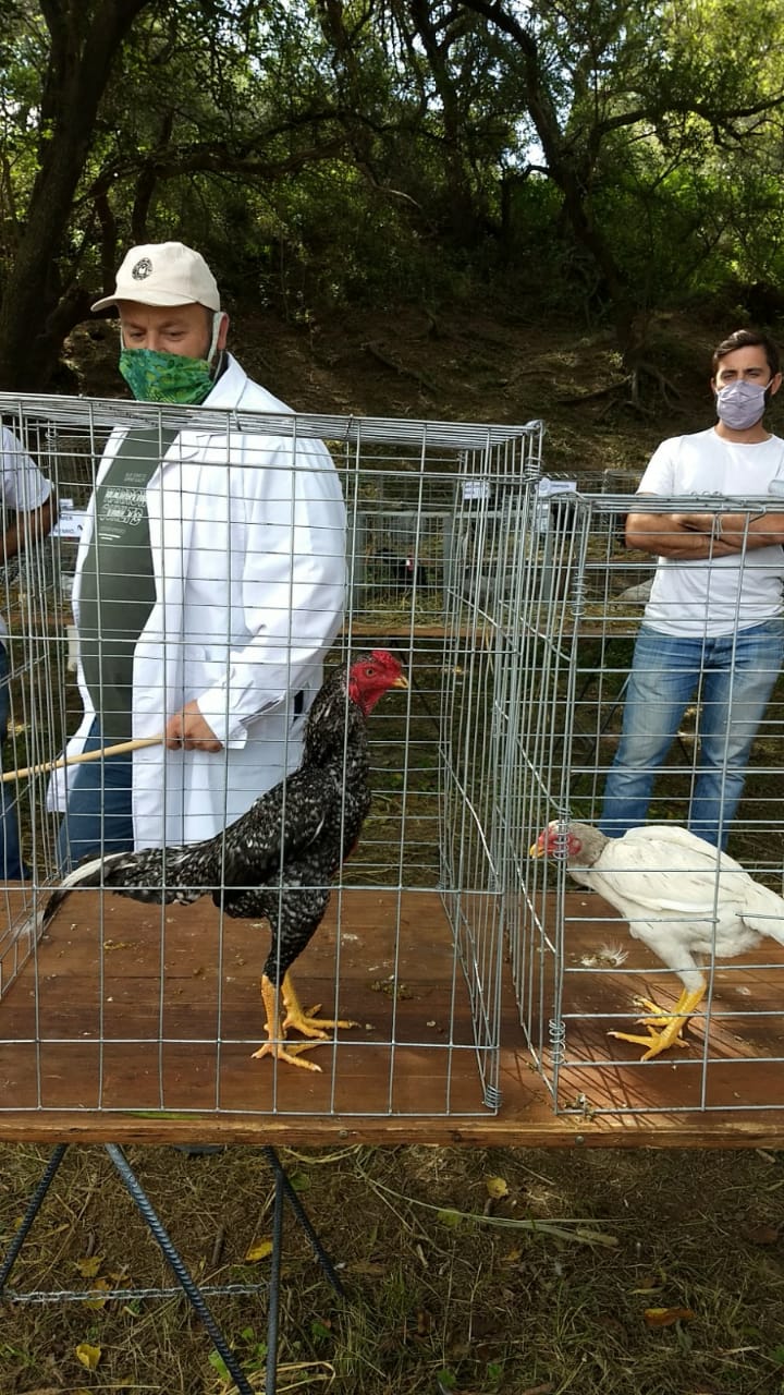 aves 2
