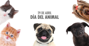 consejo