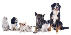 Revision-veterinaria