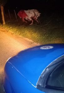 caballo