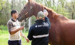 Caballo